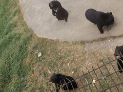 -贵州森林野生动物园