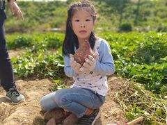 -上海都市菜园