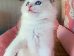 -Bastet sally猫舍购宠(静安店)