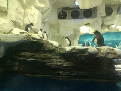 -华夏文旅海洋公园