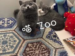 -喵zoo家庭繁育猫舍(尖东智能花园店)
