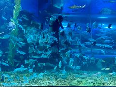 -顺德南宏海立方海洋公园