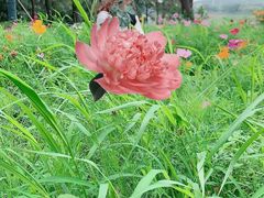 -大塘金香草谷