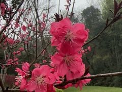 -桃花岭景区