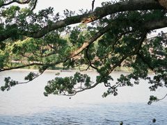-江心屿景区