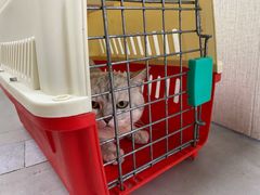 -爱佳宠物中心医院24H·CT·骨外科·猫专科(瑶海万达店)