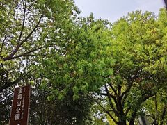 -金鸡山公园