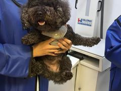 -爱妮康宠物医院·干细胞免疫细胞·肿瘤·心脏(张江店)