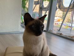 -藏猫猫咖啡主题馆(中央大道店)