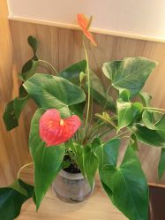 -丝客富脱发养发头皮馆