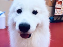 -和它·交个朋友·狗咖猫咖(爱琴海店)