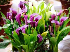 -双季花艺园艺市场(浦东店)