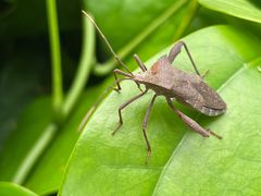 -广州神农草堂中医药博物馆