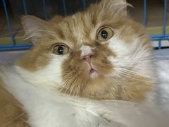 -创凡宠物医院·骨专科  猫科中心(西乡分院)