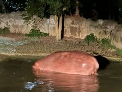 -清迈夜间动物园