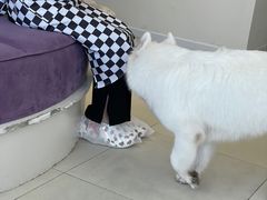 -怪兽屋·羊驼·猫咖·狗咖(俊华广场店)