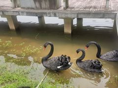 -福建鲤鱼洲酒店