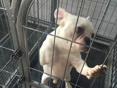 -爱宠屋pet shop·宠物洗澡·宠物美容