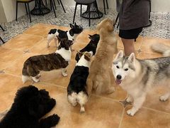 -Let's go狗咖·猫咖·奶狗·桌游(春熙路IFS店)