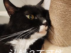 -瑞派宠物医院(锦江店)
