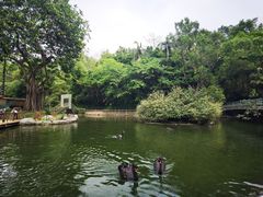 -深圳野生动物园