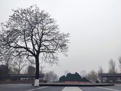 -莲花池公园