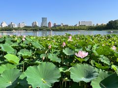 -莲花池公园