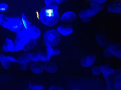 -西海国立公园九十九岛水族馆