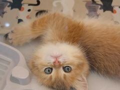 -糯米喵星人总部直营旗舰店·猫舍·幼猫出售