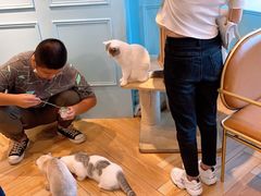 -遇见羊驼·奶狗咖·布偶猫咖·法斗柯基柴犬阿拉斯加(春熙路太古里IFS店)