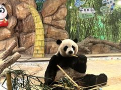 -广州长隆野生动物世界