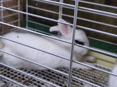 -藦茜花园宠物主题亲子互动体验馆(国顺东路店)