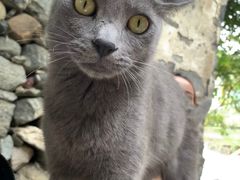 -喵屿·大理花园猫咖