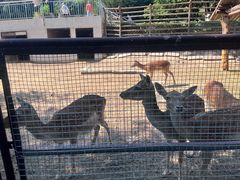 -青藏高原野生动物园