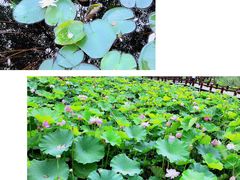 -大塘金香草谷