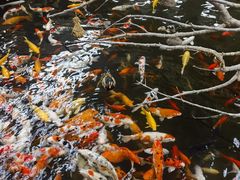 -南宫五洲植物乐园