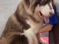 -宠福鑫康馨动物医院·骨科·眼科