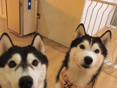 -Husky Go! 哈士奇体验馆·宠物咖啡厅狗咖