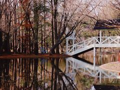 -上海共青森林公园