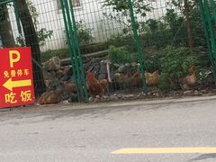 云河农家饭店-云河农家乐饭店(福禄缘树山店)