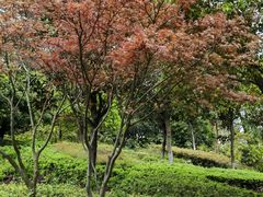 -桃花岭景区