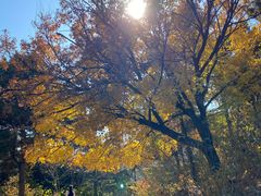 -北京西山国家森林公园