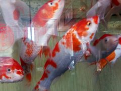 -老六杀猪菜(进乡街店)