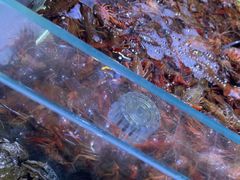 -聚盛源蒸汽海鲜火锅烤肉自助(巨川金海岸购物广场店)