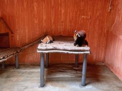 -深圳野生动物园