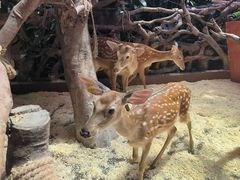 -正佳雨林生态植物园