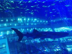 -成都浩海立方海洋公园