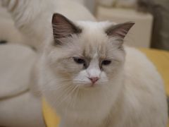 -有喵·猫咖·狗咖·30几只猫10只小狗(岗厦店)