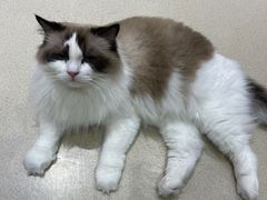 -藏猫猫咖啡主题馆(中央大道店)