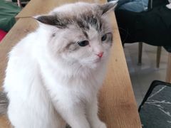 -平行世界·猫咖(首经贸店)